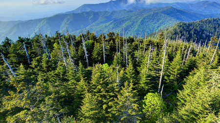 Guangxi Damingshan Forest Fire Prevention Monitoring Project